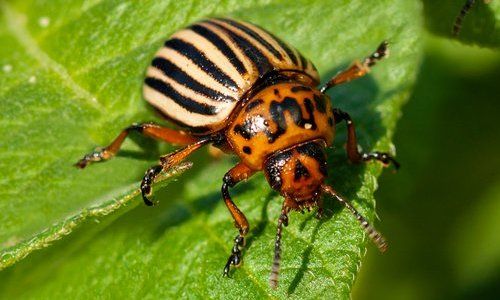 Колорадський жук